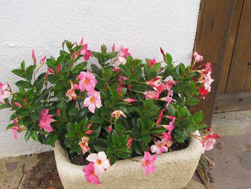 planter un dipladenia en pot